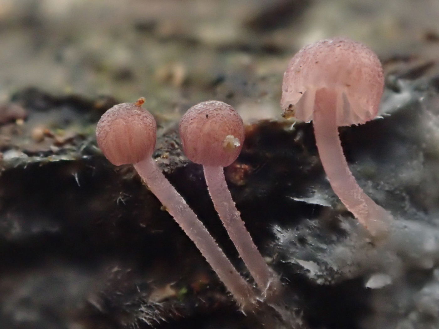 Photo © Sarah Ebdon Mycena meliigena by Sarah Ebdon
